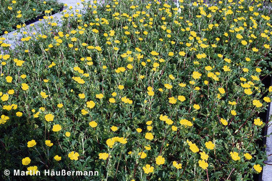 Gold-Fingerkraut (Potentilla aurea)