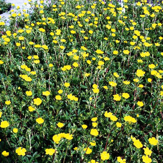 Gold-Fingerkraut (Potentilla aurea)