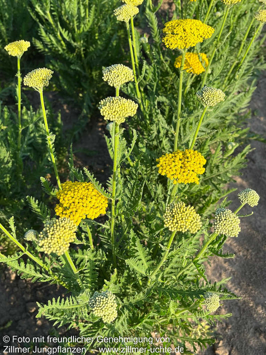 Gold-Garbe 'Summer Gold' (Achillea filipendulina)