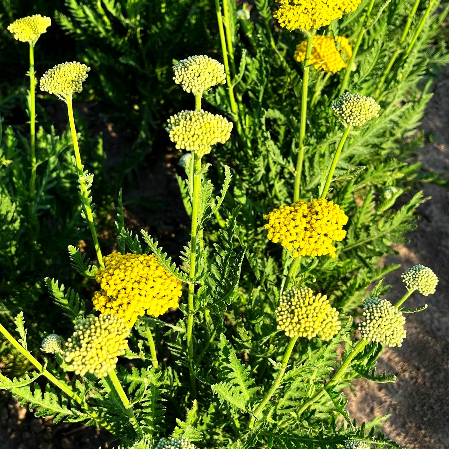 Gold-Garbe 'Summer Gold' (Achillea filipendulina)