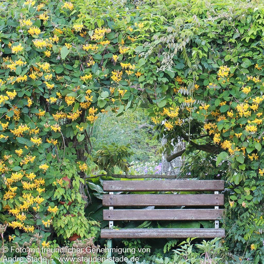 Gold-Geißschlinge (Lonicera x tellmanniana)