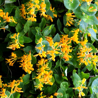 Gold-Geißschlinge (Lonicera x tellmanniana)