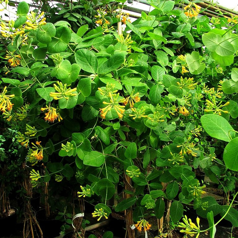 Gold-Geißschlinge (Lonicera x tellmanniana)