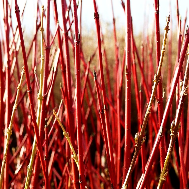 Gold-Hartriegel 'Aurea' (Cornus alba)