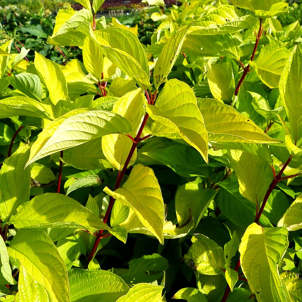 Gold-Hartriegel 'Aurea' (Cornus alba)