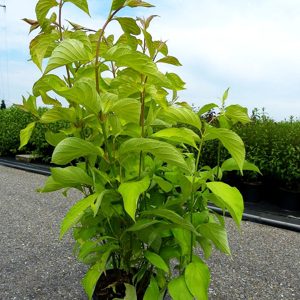 Gold-Hartriegel 'Aurea' (Cornus alba)