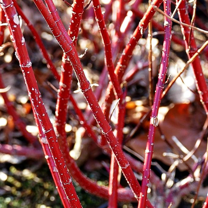 Gold-Hartriegel 'Aurea' (Cornus alba)