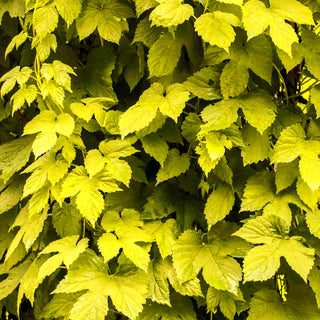 Gold-Hopfen 'Aureus' (Humulus lupulus)