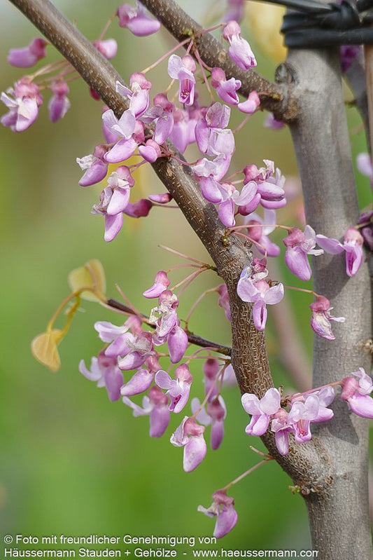 Gold-Judasbaum 'Hearts of Gold' (Cercis canadensis)