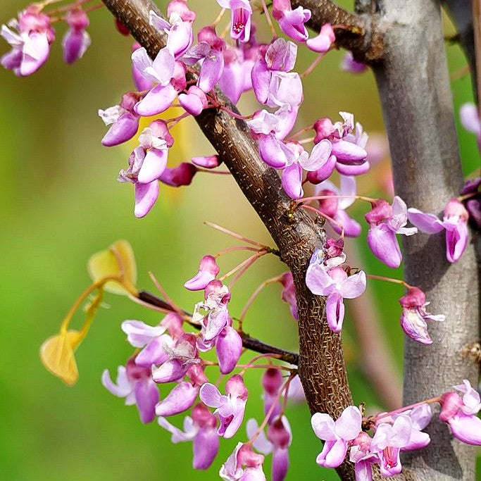 Gold-Judasbaum 'Hearts of Gold' (Cercis canadensis)