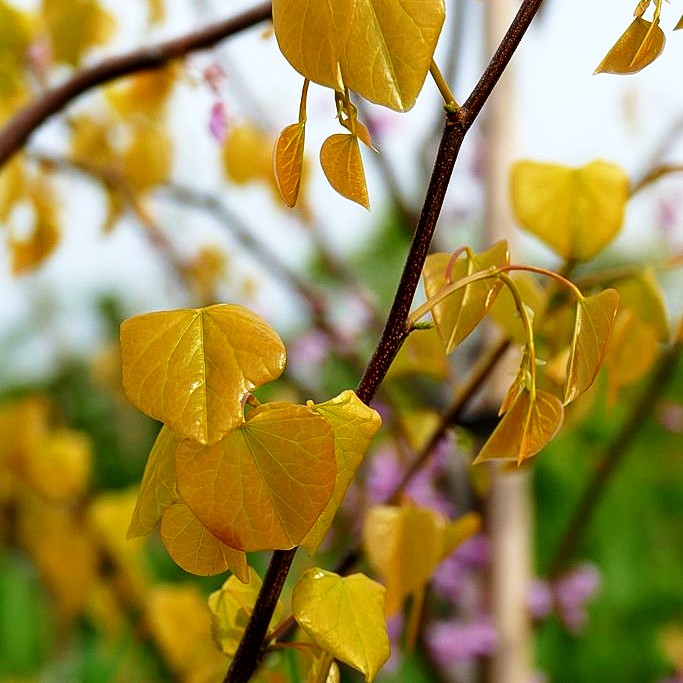 Gold-Judasbaum 'Hearts of Gold' (Cercis canadensis)