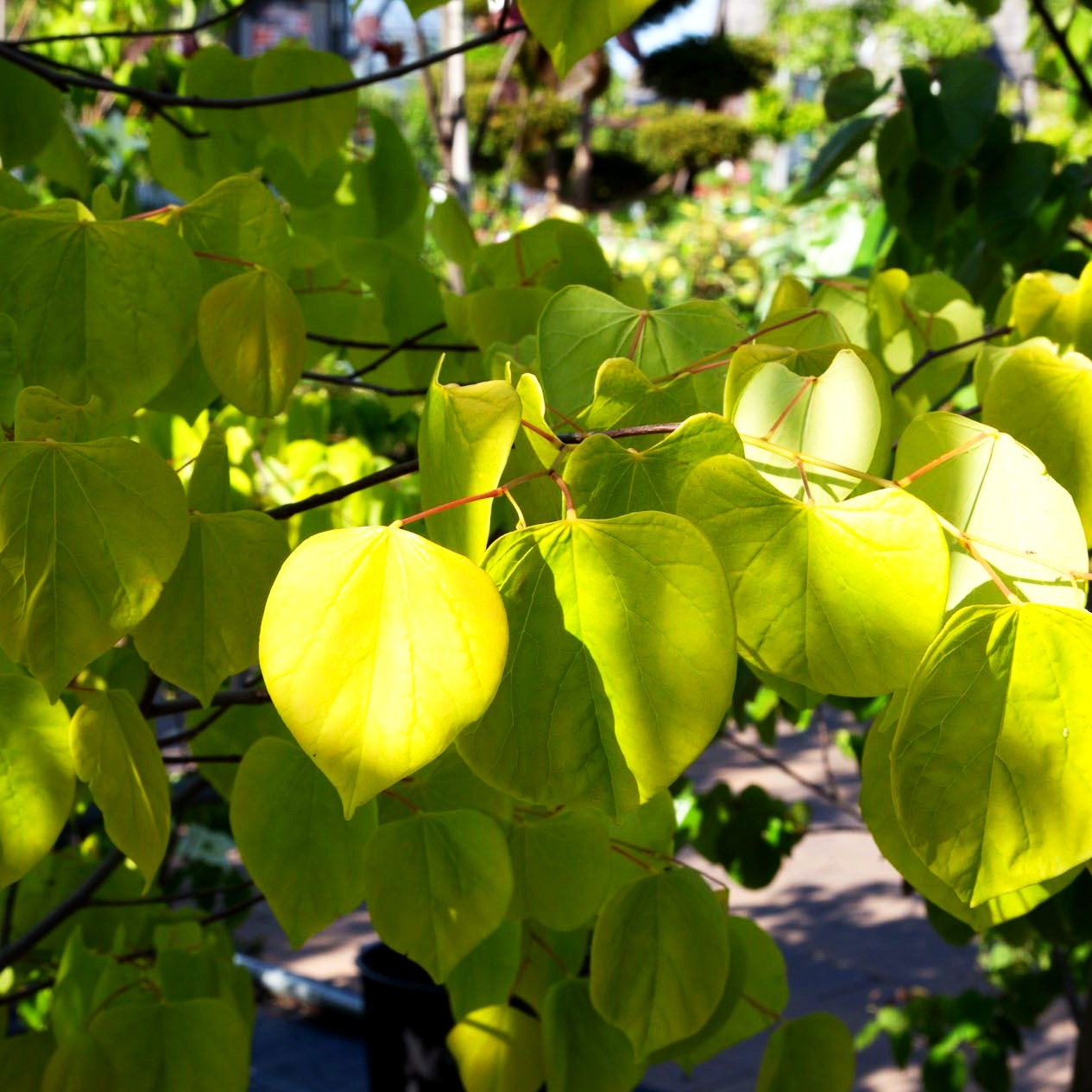 Gold-Judasbaum 'Hearts of Gold' (Cercis canadensis)