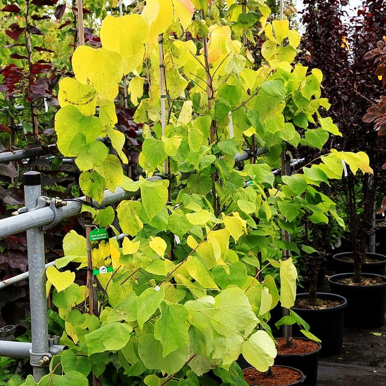 Gold-Judasbaum 'Hearts of Gold' (Cercis canadensis)