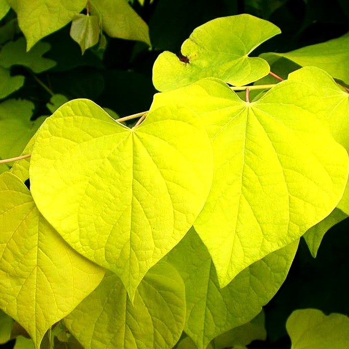 Gold-Judasbaum 'Hearts of Gold' (Cercis canadensis)