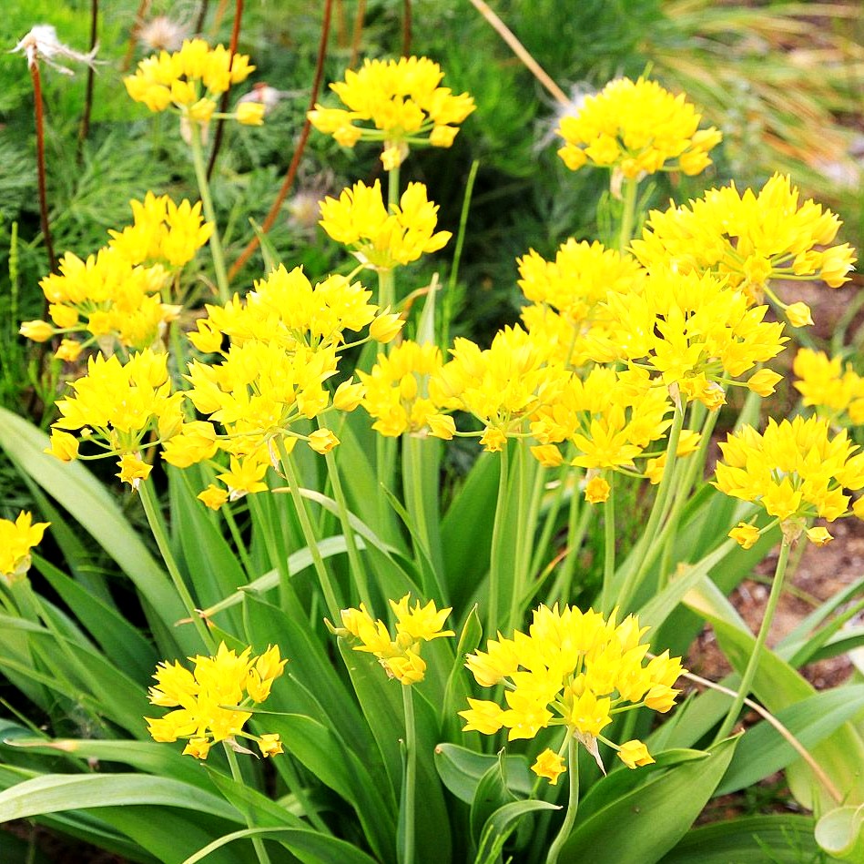 Gold-Lauch (Allium moly)