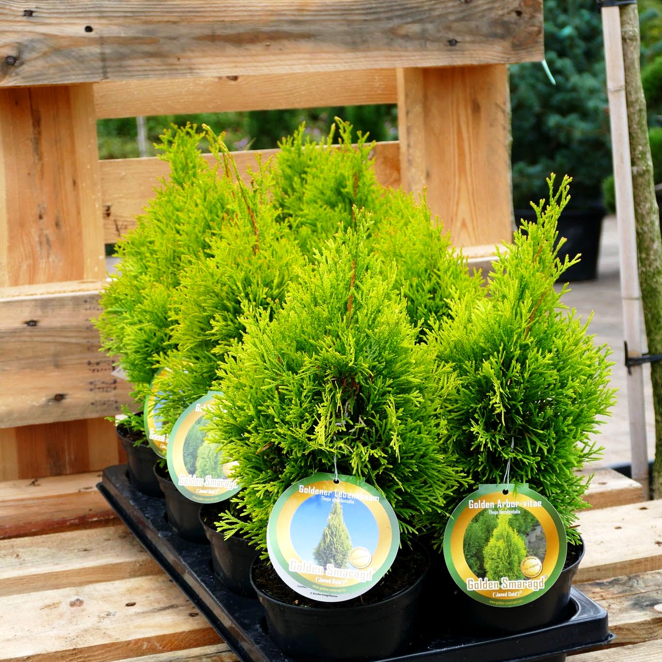 Gold-Lebensbaum 'Golden Smaragd' (Thuja occidentalis)