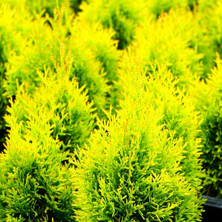 Gold-Lebensbaum 'Golden Smaragd' (Thuja occidentalis)