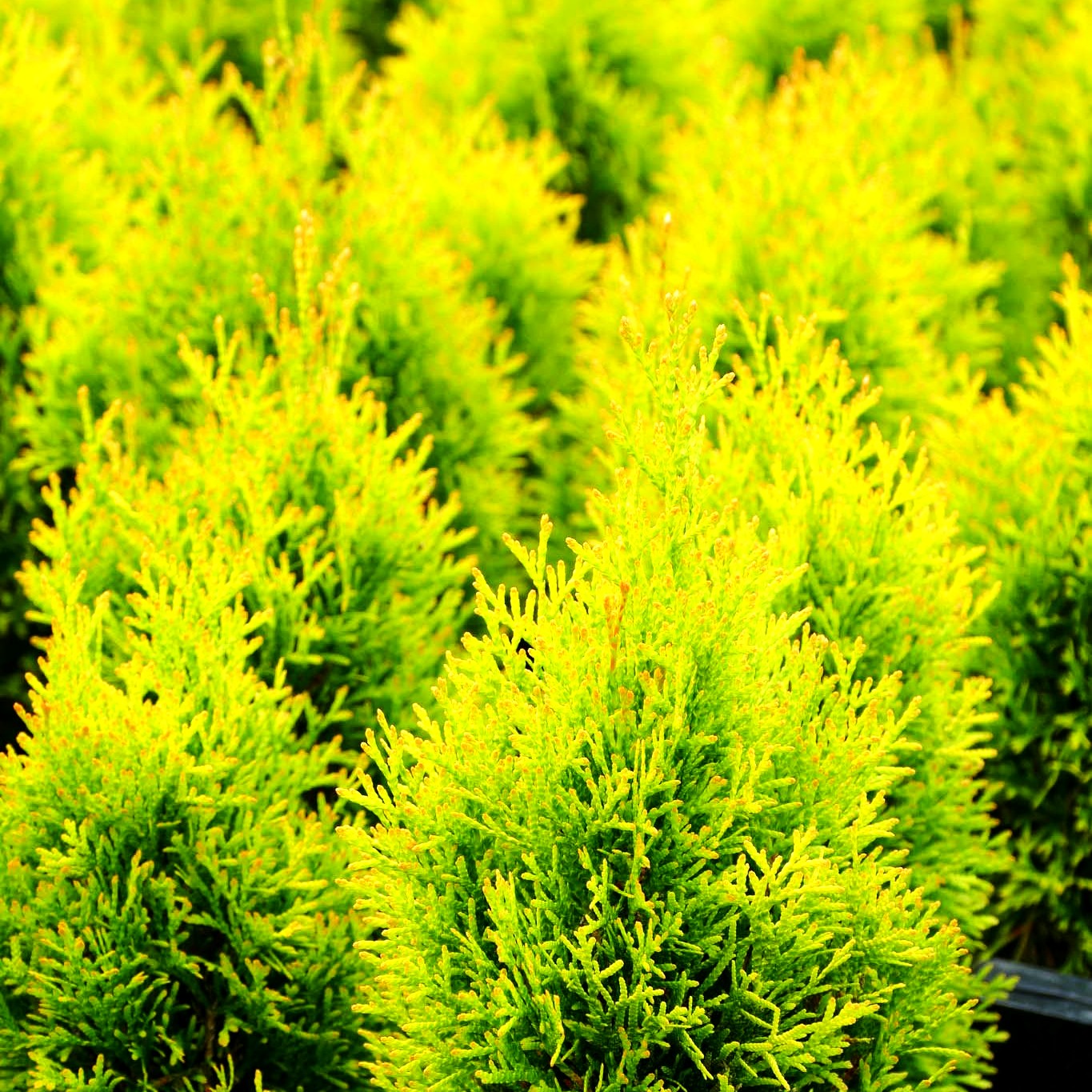 Gold-Lebensbaum 'Golden Smaragd' (Thuja occidentalis)