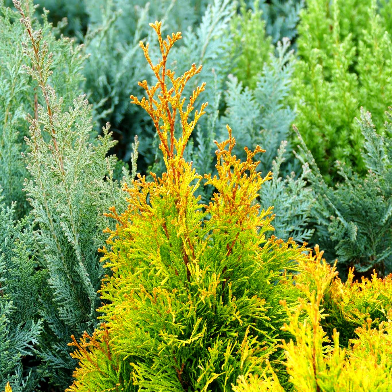 Gold-Lebensbaum 'Smaragd d'Or' (Thuja occidentalis)