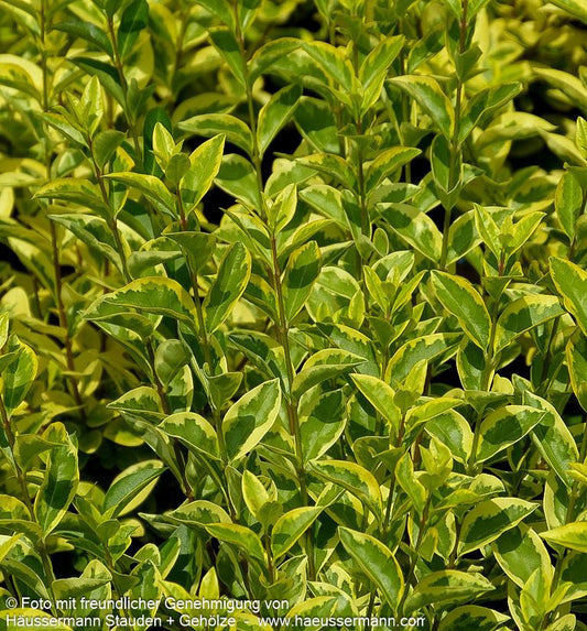 Gold-Liguster 'Aureum' (Ligustrum ovalifolium)