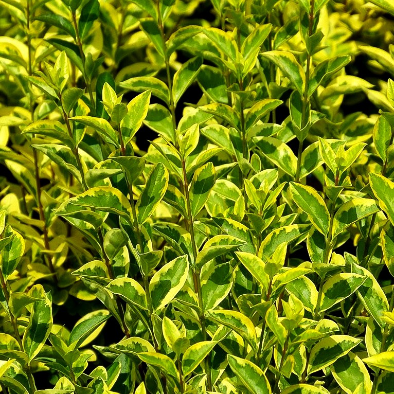 Gold-Liguster 'Aureum' (Ligustrum ovalifolium)
