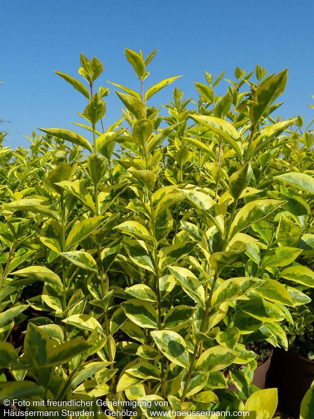 Gold-Liguster 'Aureum' (Ligustrum ovalifolium)