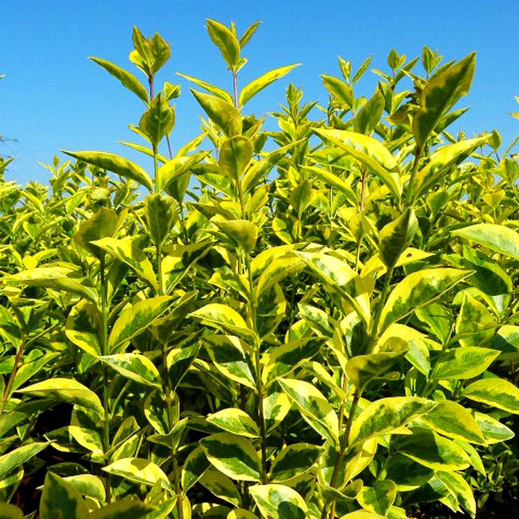 Gold-Liguster 'Aureum' (Ligustrum ovalifolium)