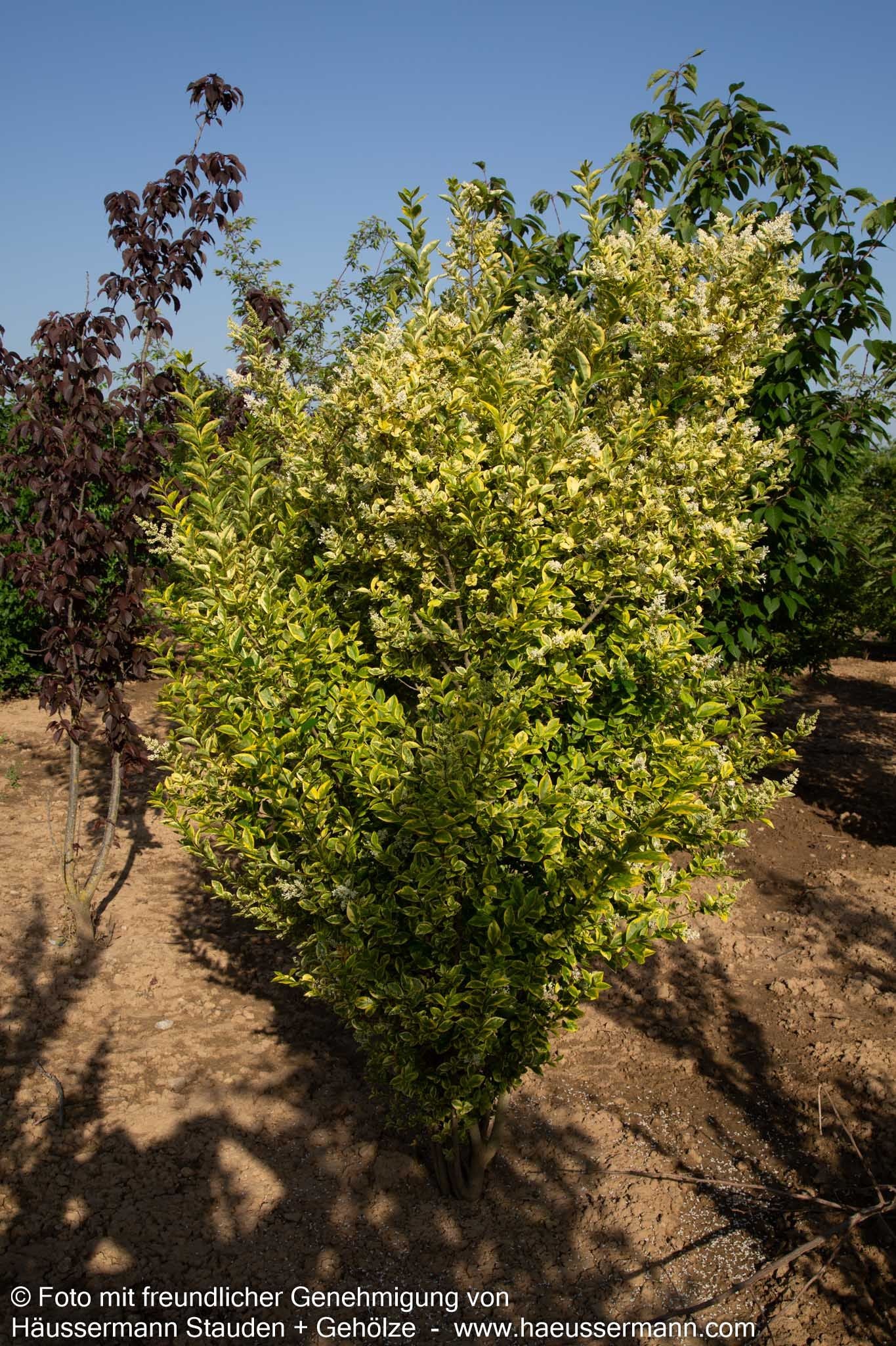 Gold-Liguster 'Aureum' (Ligustrum ovalifolium)
