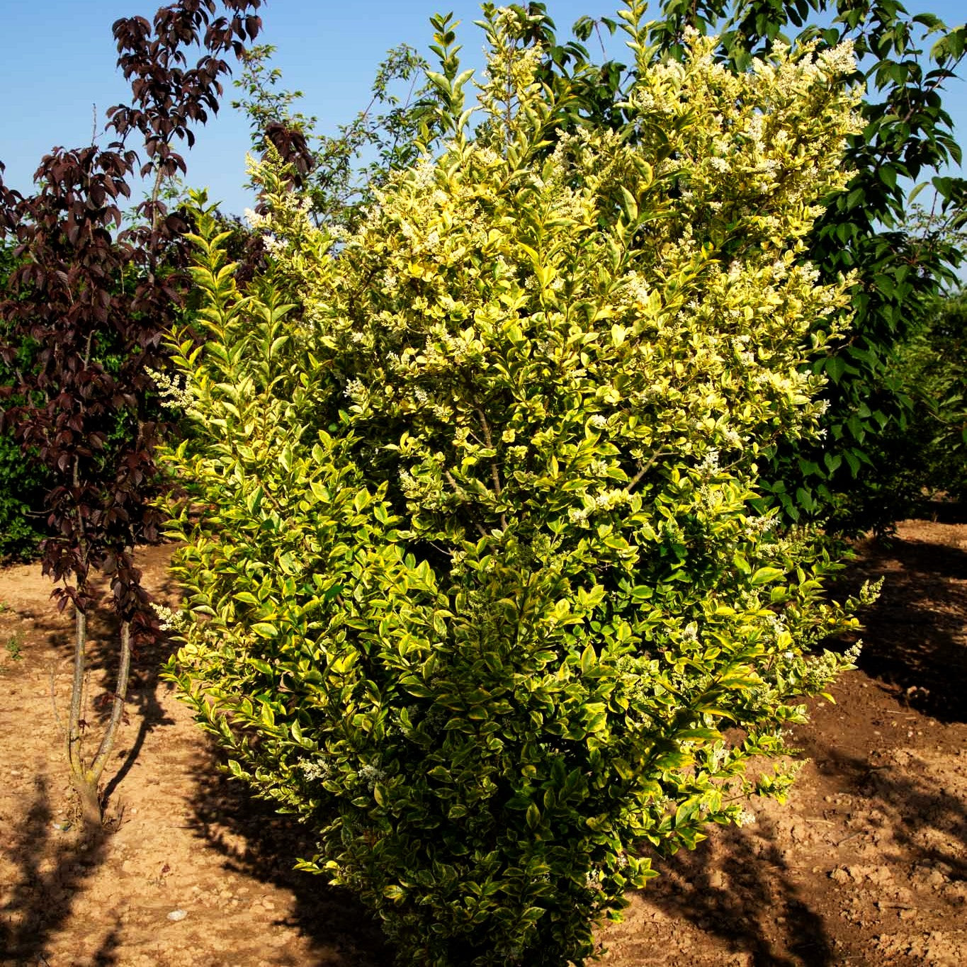 Gold-Liguster 'Aureum' (Ligustrum ovalifolium)