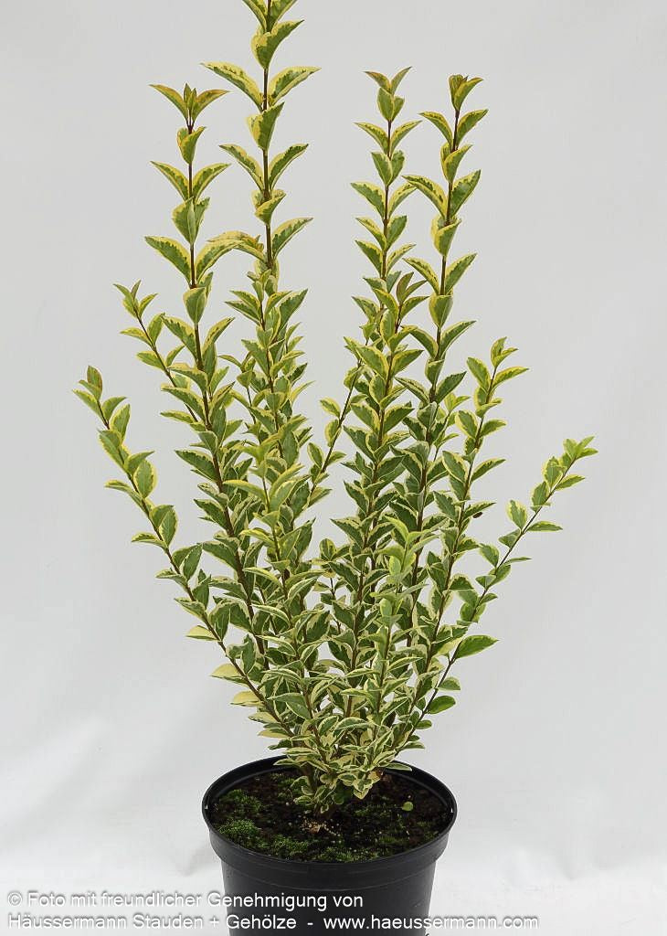 Gold-Liguster 'Aureum' (Ligustrum ovalifolium)