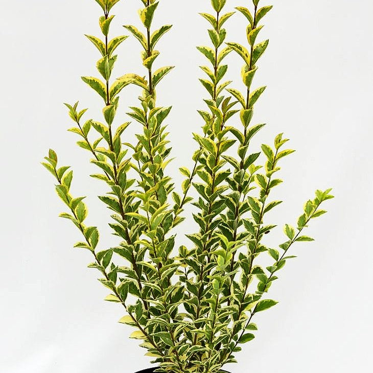 Gold-Liguster 'Aureum' (Ligustrum ovalifolium)