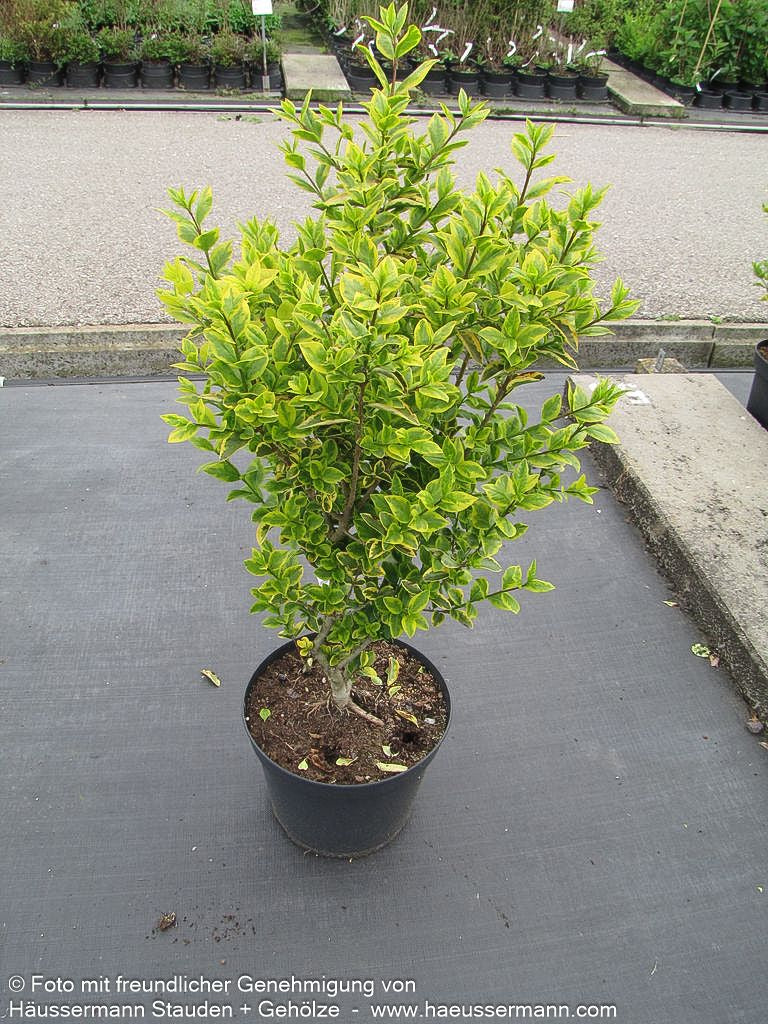 Gold-Liguster 'Aureum' (Ligustrum ovalifolium)