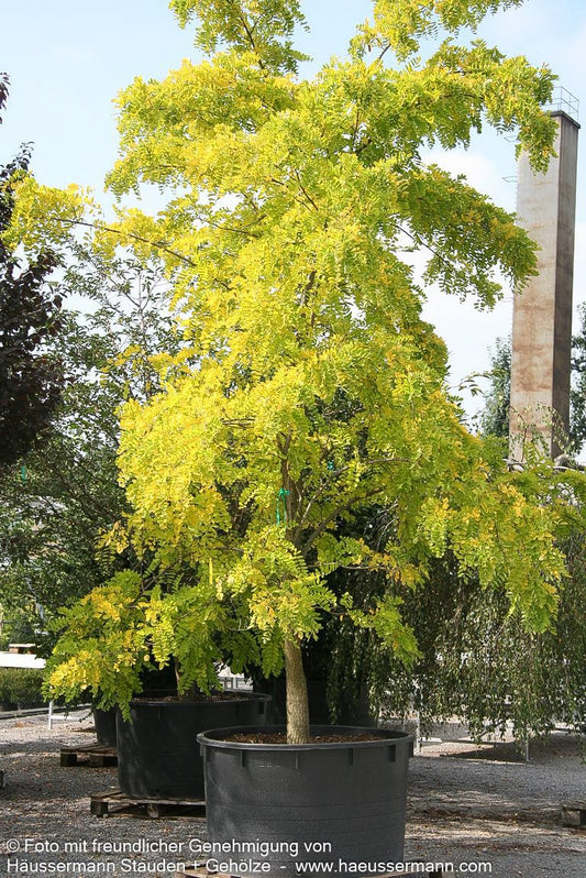 Gold-Scheinakazie 'Frisia' (Robinia pseudoacacia)