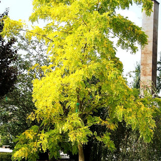 Gold-Scheinakazie 'Frisia' (Robinia pseudoacacia)
