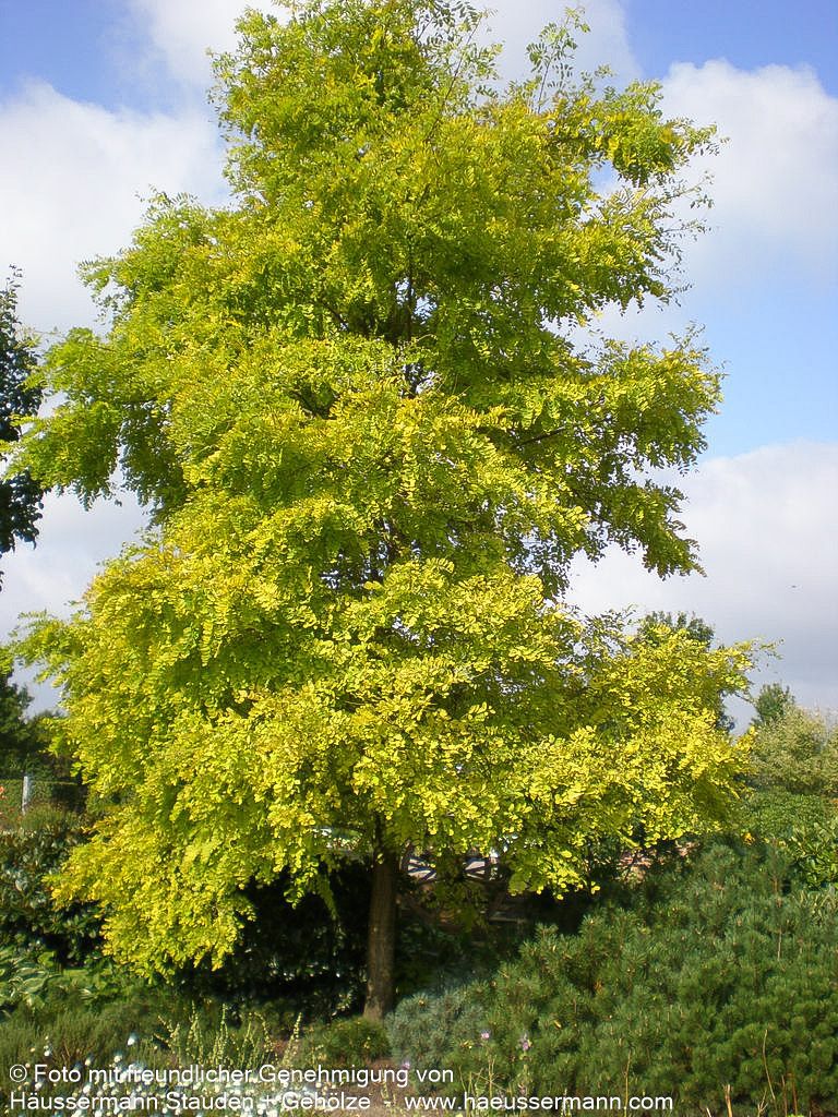 Gold-Scheinakazie 'Frisia' (Robinia pseudoacacia)