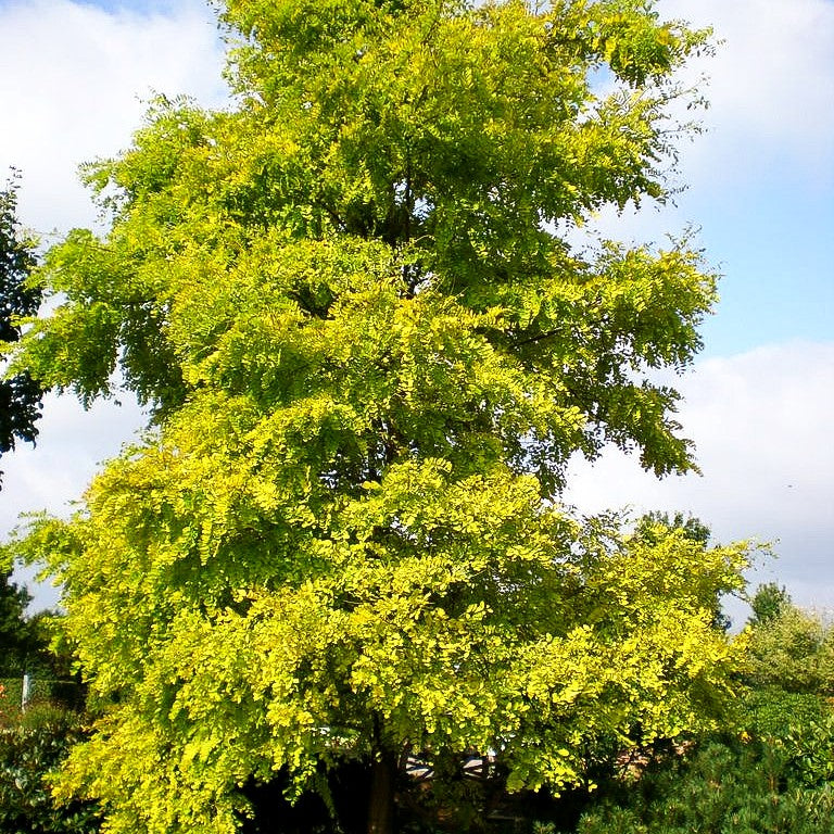 Gold-Scheinakazie 'Frisia' (Robinia pseudoacacia)