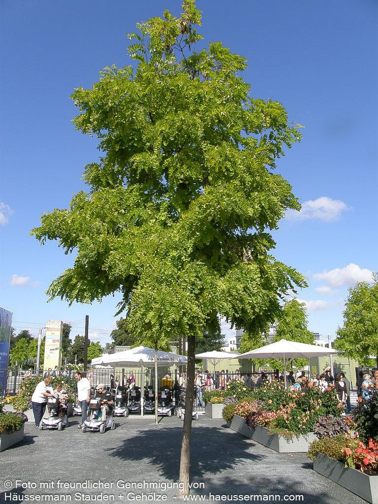 Gold-Scheinakazie 'Frisia' (Robinia pseudoacacia)