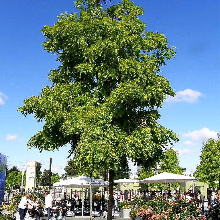 Gold-Scheinakazie 'Frisia' (Robinia pseudoacacia)