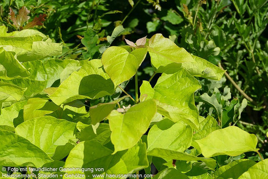 Gold-Trompetenbaum 'Aurea' (Catalpa bignonioides)