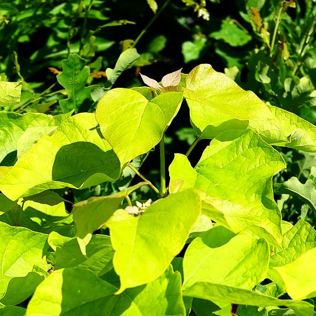 Gold-Trompetenbaum 'Aurea' (Catalpa bignonioides)
