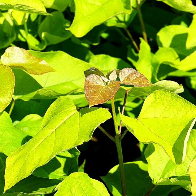 Gold-Trompetenbaum 'Aurea' (Catalpa bignonioides)