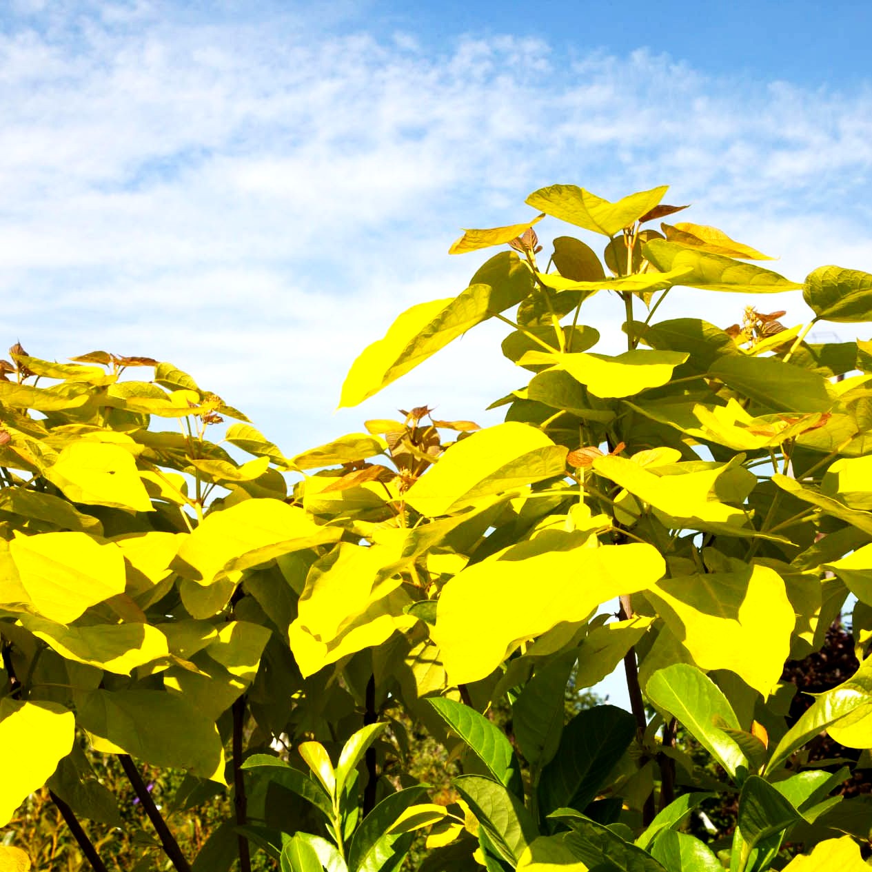 Gold-Trompetenbaum 'Aurea' (Catalpa bignonioides)