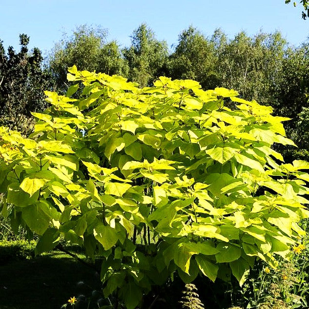 Gold-Trompetenbaum 'Aurea' (Catalpa bignonioides)