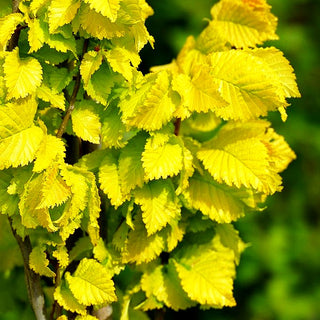 Gold-Ulme 'Wredei' (Ulmus carpinifolia)