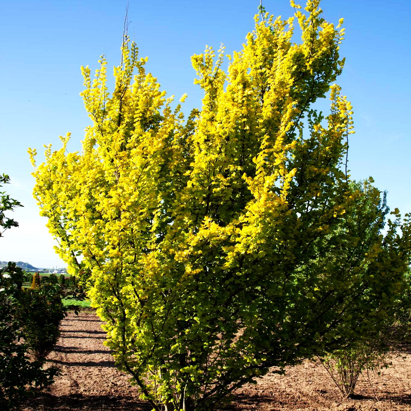 Gold-Ulme 'Wredei' (Ulmus carpinifolia)