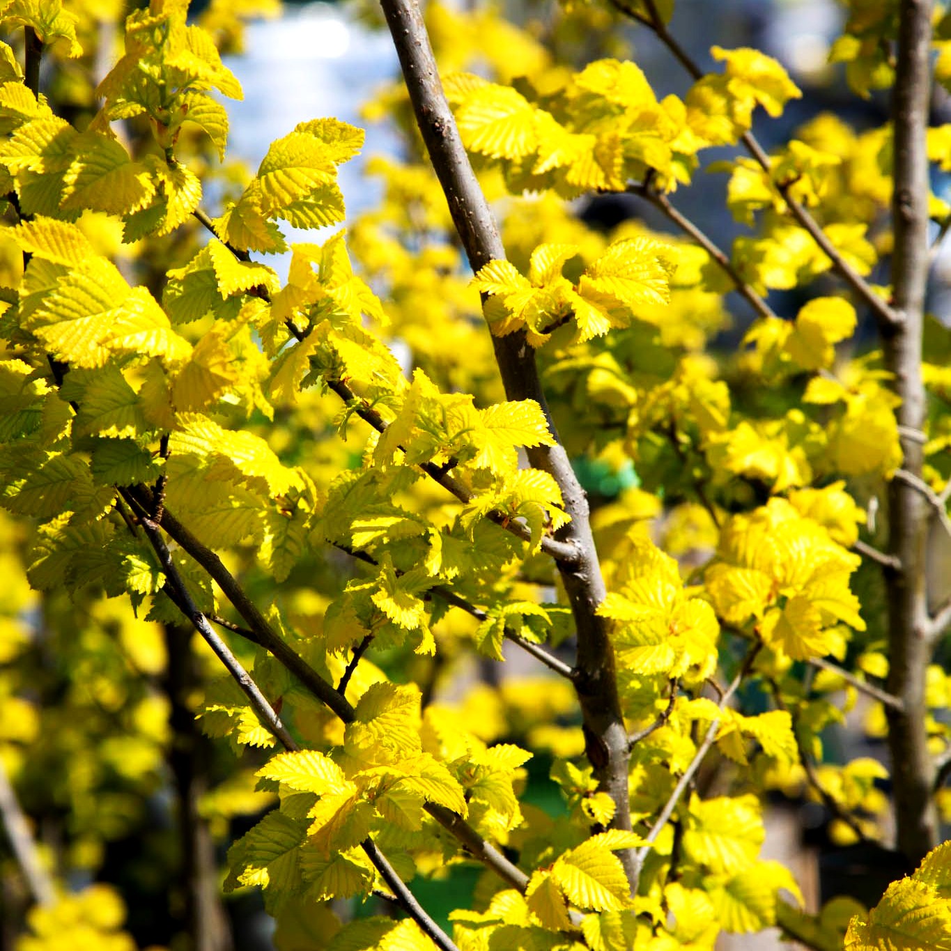 Gold-Ulme 'Wredei' (Ulmus carpinifolia)