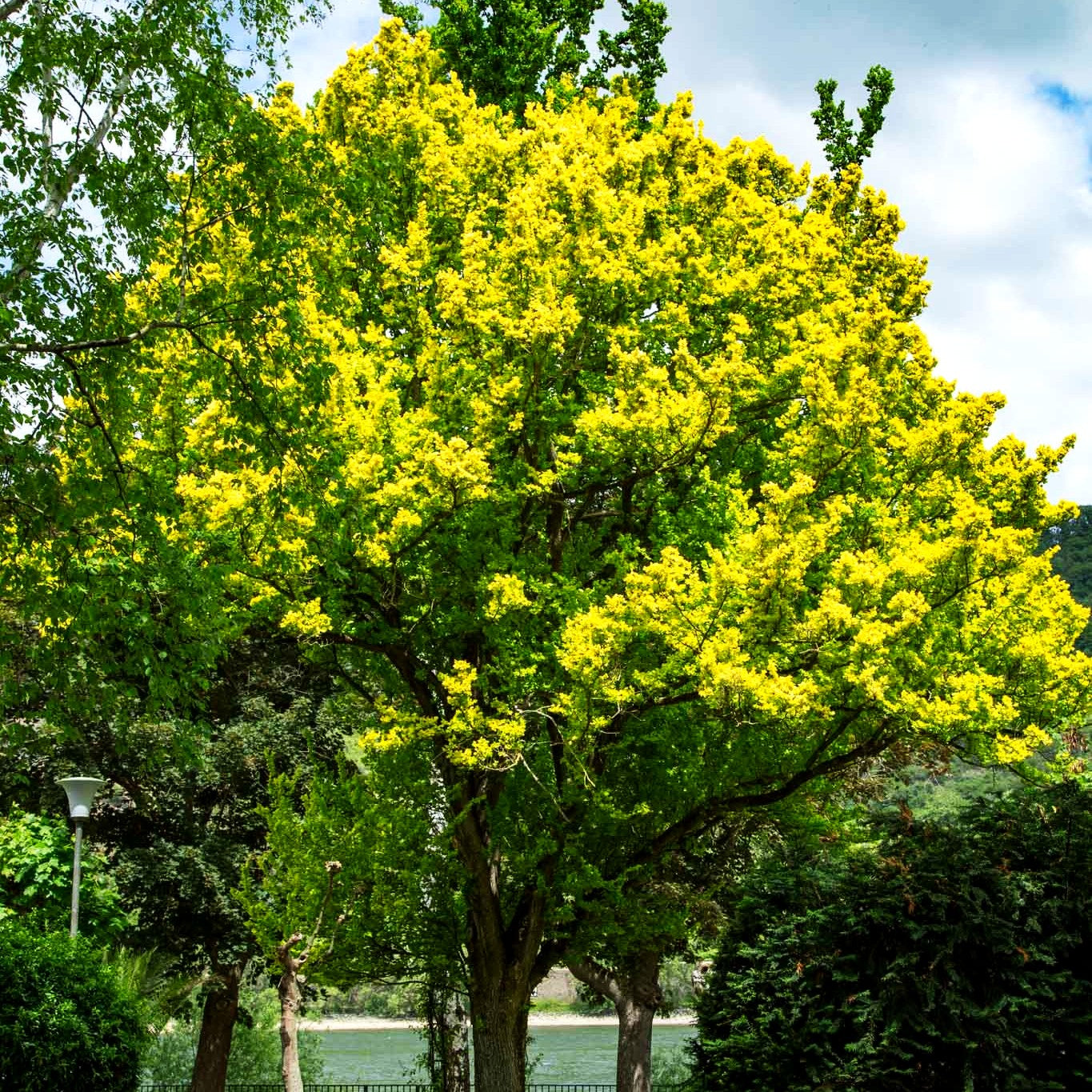 Gold-Ulme 'Wredei' (Ulmus carpinifolia)