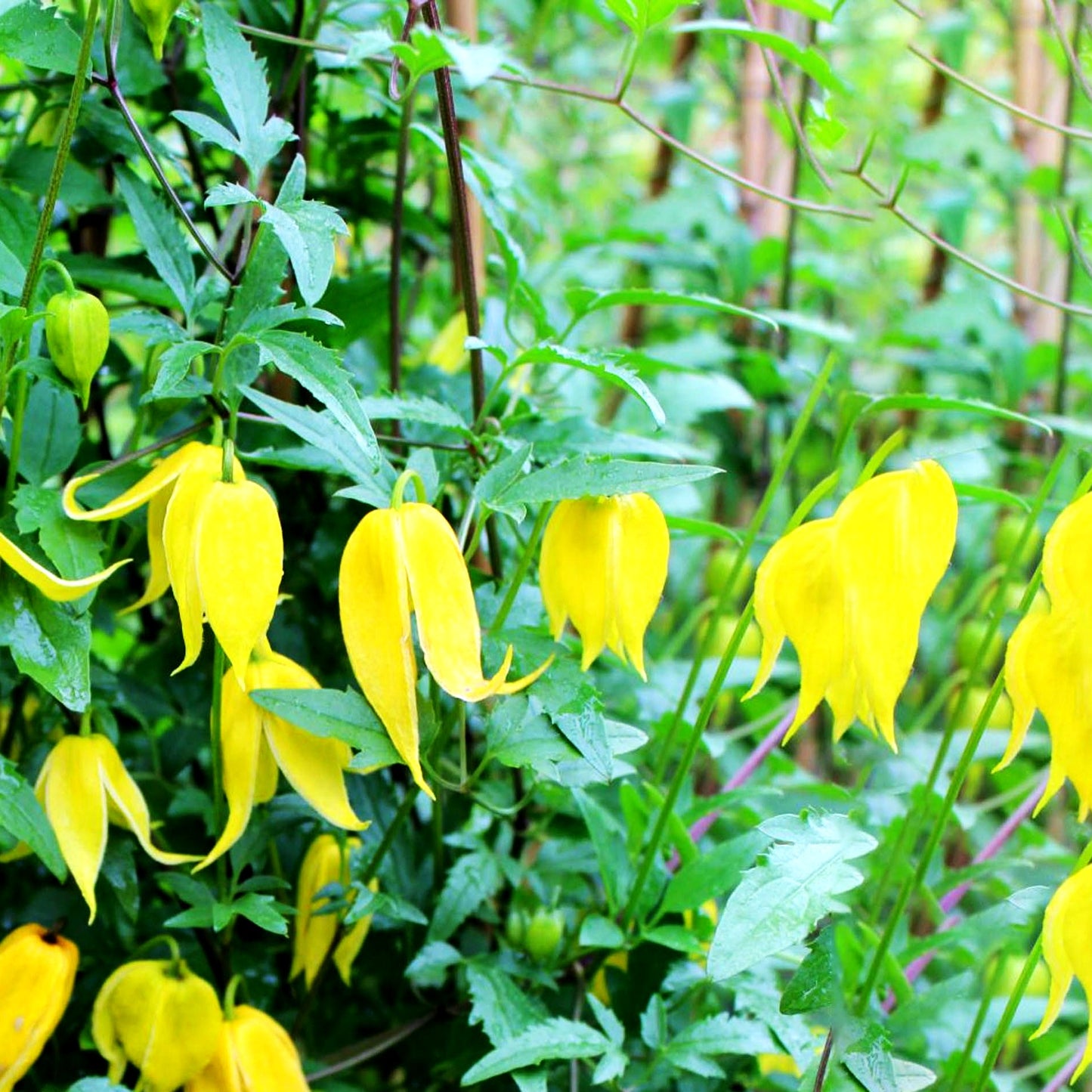 Gold-Waldrebe (Clematis tangutica)