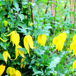 Gold-Waldrebe (Clematis tangutica)