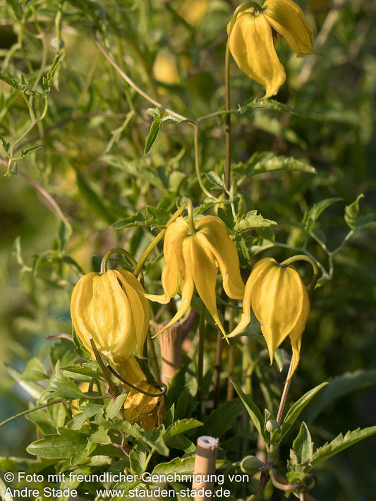 Gold-Waldrebe (Clematis tangutica)